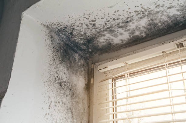 Affordable Black Mold Remediation solutions in New Market, TN